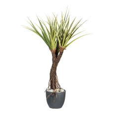 Pandanus tectorius x3,ca 210cm grün, Wurzelstamm im Kunststofftopf 21x18,5cm