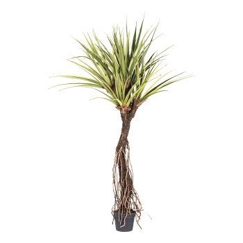 Pandanus tectorius x5,ca 270cm grün, Wurzelstamm im Kunststofftopf 27x23cm