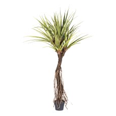Pandanus tectorius x5,ca 270cm grün, Wurzelstamm im Kunststofftopf 27x23cm