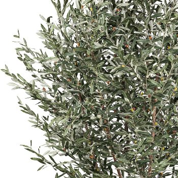 Olive tree, approx 270cm 4940 leaf green, natural trunk in plastic pot 27x23cm
