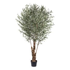 Olive tree, approx 270cm 4940