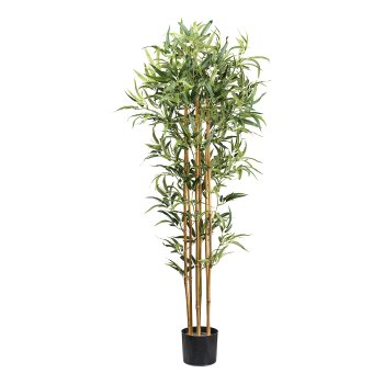 Bamboo x6, 864 leaves ca 155cm natural trunk in plastic pot 17x14,5cm