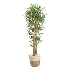 Bamboo x6, 864 leaves ca 155cm natural trunk in plastic pot 17x14,5cm