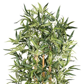 Bamboo x6, 1440 leaves ca 210cm natural trunk in plastic pot 17x14.5cm