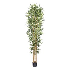 Bambus x6, 1440 Bl. ca 210cm Naturstamm im Kunststofftopf 17x14,5cm