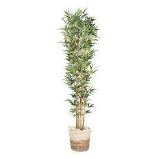 Bamboo x6, 1440 leaves ca 210cm natural trunk in plastic pot 17x14.5cm