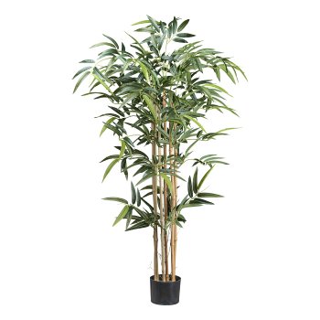 Bamboo x6, 480 leaves ca 130cm natural trunk in plastic pot 15x12cm