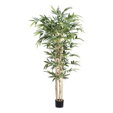 Bambus x6, 720 Bl. ca 150cm Naturstamm im Kunststofftopf 15x12cm
