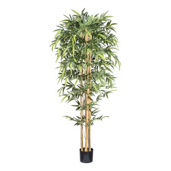 Bambus x6, 1536 Bl. ca 210cm Naturstamm im Kunststofftopf 20,5x18,5cm