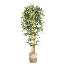 Bambus x6, 1536 Bl. ca 210cm Naturstamm im Kunststofftopf 20,5x18,5cm