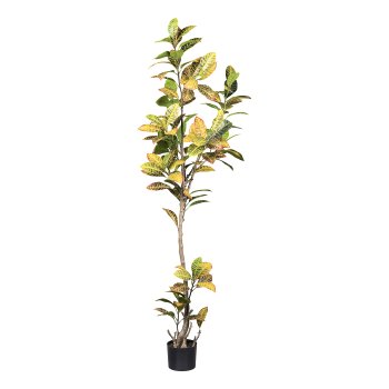 Croton ca 200cm, grüngelb im schwarzen Kunststofftopf 17x14,5cm mit Erde