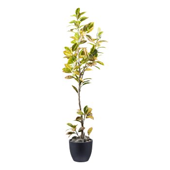 Croton ca 200cm, grüngelb im schwarzen Kunststofftopf 17x14,5cm mit Erde