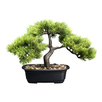 Bonsai pine ca 23x30cm, green in plastic bowl 17x10x5,5cm black, with gravel