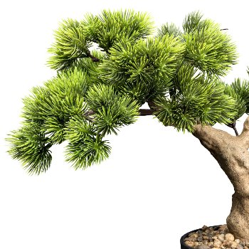 Bonsai pine ca 40x40cm green in plastic pot 13,5x15cm black, with gravel