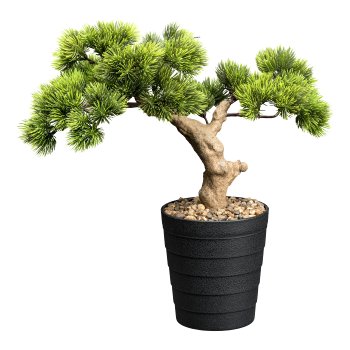 Bonsai pine ca 40x40cm green in plastic pot 13,5x15cm black, with gravel