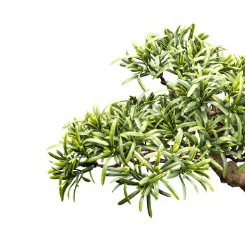 Bonsai Steineibe ca 40x40cm grün im Kunststofftopf 13,5x15cm schwarz, mit Kies