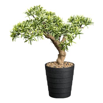 Bonsai Steineibe ca 40x40cm grün im Kunststofftopf 13,5x15cm schwarz, mit Kies