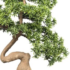 Bonsai Steineibe ca 90x60cm grün im Kunststofftopf 21x22,5cm schwarz, mit Kies