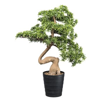 Bonsai Steineibe ca 90x60cm grün im Kunststofftopf 21x22,5cm schwarz, mit Kies