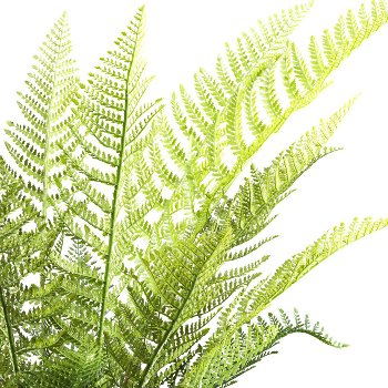 Tree fern Dicksonia x21 ca 115cm green, in plastic pot 17x14.5cm