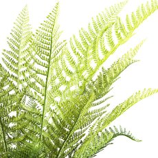 Tree fern Dicksonia x21 ca 115cm green, in plastic pot 17x14.5cm