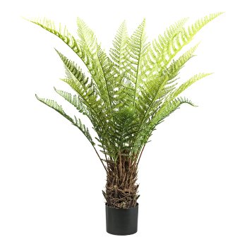 Tree fern Dicksonia x21 ca 115cm green, in plastic pot 17x14.5cm