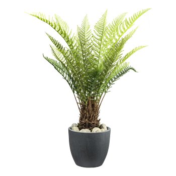 Tree fern Dicksonia x21 ca 115cm green, in plastic pot 17x14.5cm