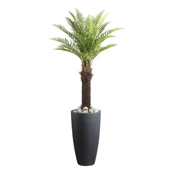 Tree fern Dicksonia x26 green on trunk, ca 160cm in plastic pot 17x14.5cm