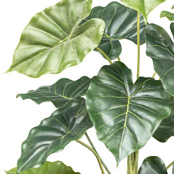Taro plant x2, 14 leaves ca 70cm,in plastic pot 12x11.5cm