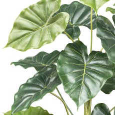 Taro plant x2, 14 leaves ca 70cm,in plastic pot 12x11.5cm