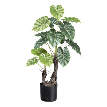 Taro plant x2, 14 leaves ca 70cm,in plastic pot 12x11.5cm