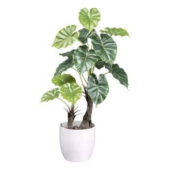 Taro plant x2, 14 leaves ca 70cm,in plastic pot 12x11.5cm