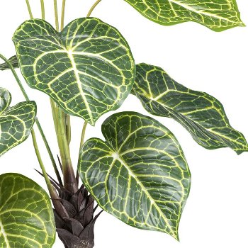 Nephtytis x2, 14 leaves 70cm in plastic pot 12x11.5cm