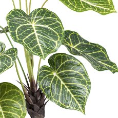 Nephtytis x2, 14 leaves 70cm in plastic pot 12x11.5cm