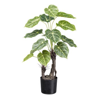 Nephtytis x2, 14 leaves 70cm in plastic pot 12x11.5cm