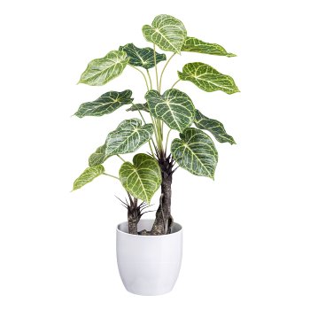 Nephtytis x2, 14 leaves 70cm in plastic pot 12x11.5cm