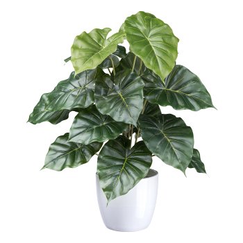 Philodendron, 18 leaves green ca 50cm plastic in ceramic pot 11cm white