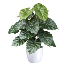 Philodendron, 18 leaves green