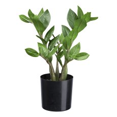 Zamifolia x5, 33 Bl. ca 30cm grün im Kunststofftopf 10x9,5cm mit Erde/Moos