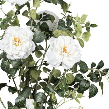 Rosenstock x5 Bl./7 Knosp. creme ca 155cm im Kunststofftopf 17x15cm mit