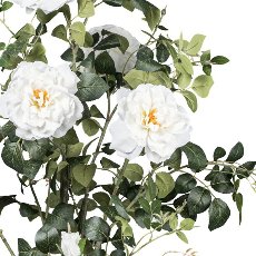 Rosenstock x5 Bl./7 Knosp. creme ca 155cm im Kunststofftopf 17x15cm mit