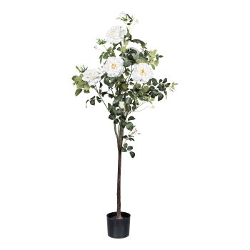 Rosenstock x5 Bl./7 Knosp. creme ca 155cm im Kunststofftopf 17x15cm mit