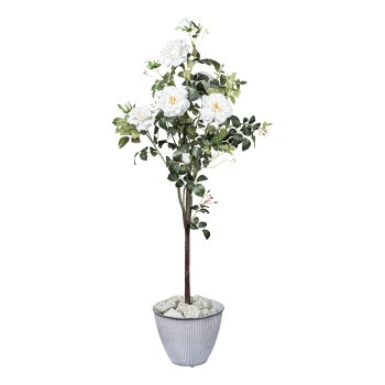 Rosenstock x5 Bl./7 Knosp. creme ca 155cm im Kunststofftopf 17x15cm mit