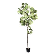 Maple tree, approx 175cm green