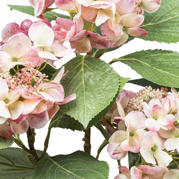 Hydrangea bush x3, ca 53cm, pink-cream, in plastic pot 12.5x11.5cm w. soil