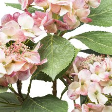 Hydrangea bush x3, ca 53cm, pink-cream, in plastic pot 12.5x11.5cm w. soil