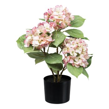 Hydrangea bush x3, ca 53cm, pink-cream, in plastic pot 12.5x11.5cm w. soil