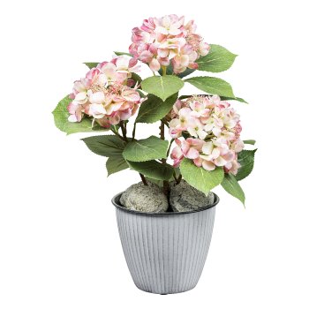 Hydrangea bush x3, ca 53cm, pink-cream, in plastic pot 12.5x11.5cm w. soil