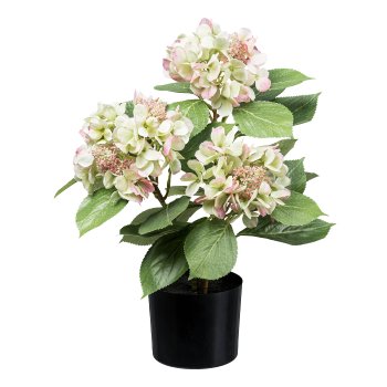 Hydrangea bush x3, ca 53cm green-pink, in plastic pot 12,5x11,5cm w. soil
