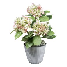 Hydrangea bush x3, ca 53cm green-pink, in plastic pot 12,5x11,5cm w. soil